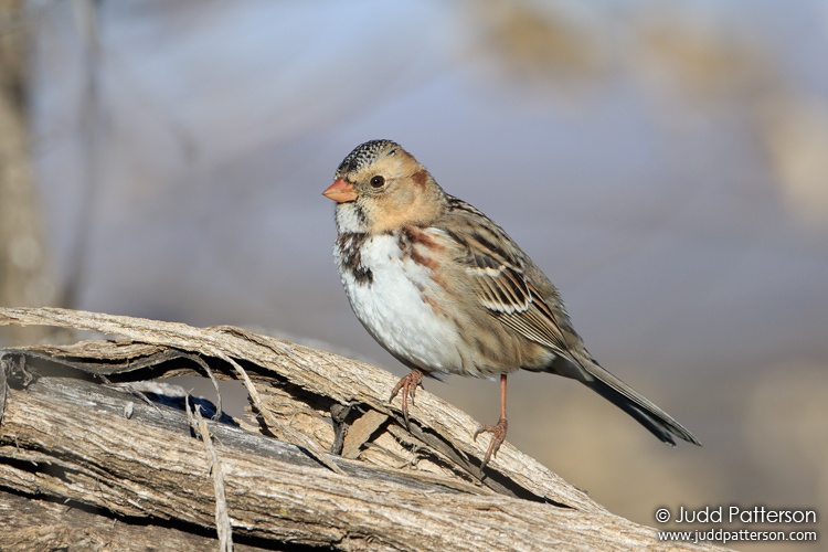 Harris's Sparrow, McPherson County, Kansas, United States